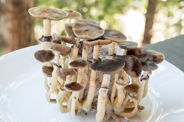 Psilocybin mushrooms, commonly known as magic mushrooms, mushrooms or shrooms being grown in a home based incubator.