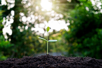 Small trees are growing around the soil, the concept of cropping and seeding.