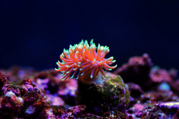 Graceful Majano Anemone (Anemonia Gracilis)