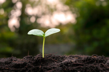 Small trees growing on fertile soil in nature, the concept of persistent plant growth and Earth Day.