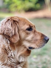 Obraz premium Head shot portrait of a beautiful Golden Retriever in the backyard