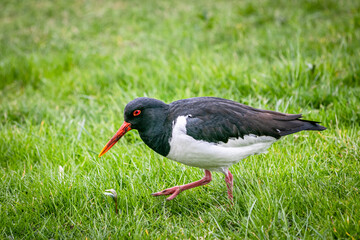 bird on the grass