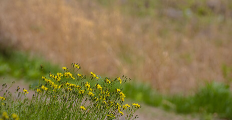 노란 야생화 핀 들판
