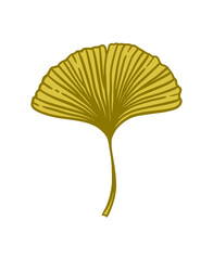 Ginkgo biloba leaf 