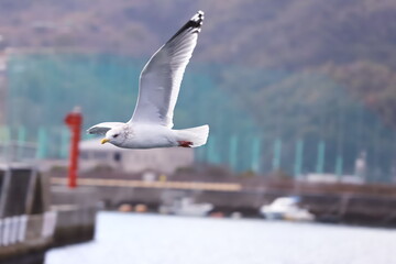 広島呉線港町周辺、翼を広げるカモメ。