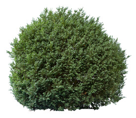 Deciduous bush isolated on white background