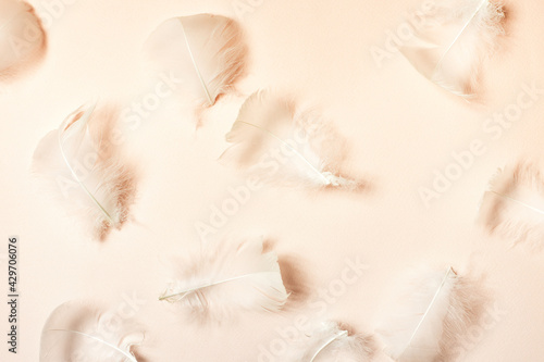 Beautiful airy gentle natural background with white swan feathers macro. Light pastel pink backdrop. Creative layout for women's day, valentines, mother's day, wedding or birthday.