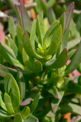 Planta verde cerca de la costa del Puerto de la Cruz (Tenerife)