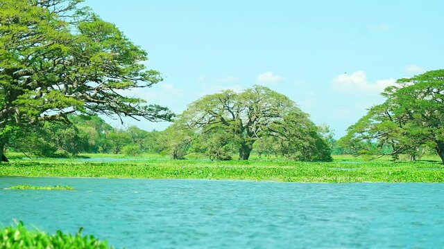 Tropical Trees Growing in Tissa Lake, Sri Lanka