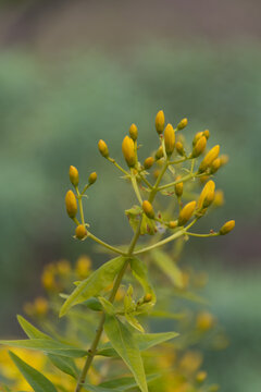 Hipericum canariense perteneciente a la familia Hypericaceae