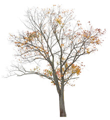 Yellow leafed maple tree cutout, autumn tree isolated on white background