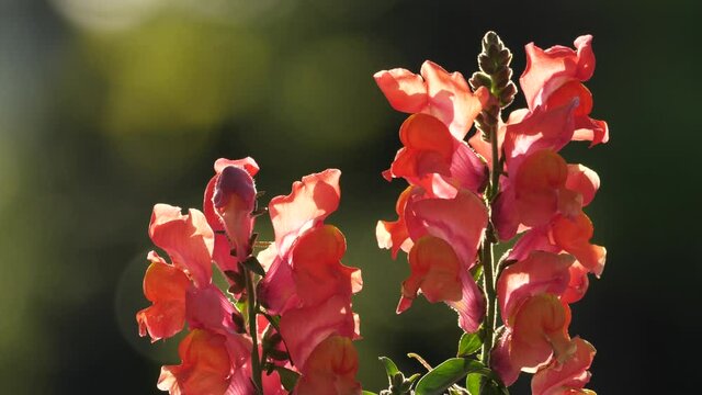 Tokyo,Japan-April 24, 2021: Closeup of beautiful snapdragon flower in the sun