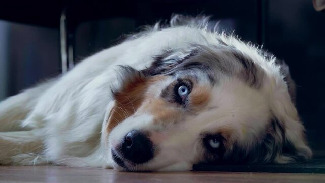 Adorable blue merle Australian Shepherd lying calm on the floor and falls asleep