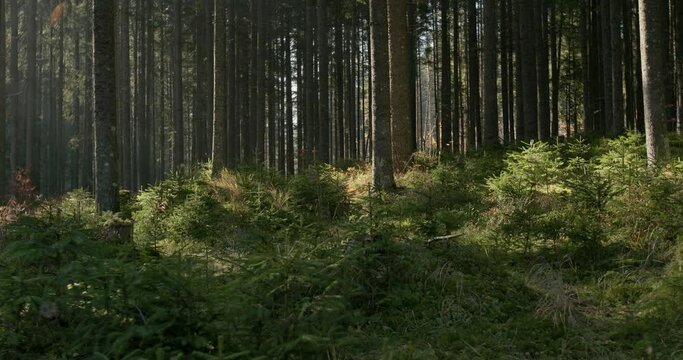 Dense plantation of trees with young saplings growing on the forest floor in a scenic view of nature in spring