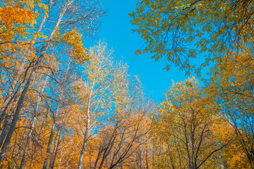 colorful yellow and orange autumn leaves