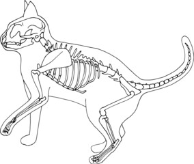 Hand draw skeleton cat. Digital doodle. Animal skull,bones