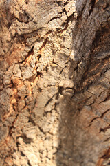 Wood texture