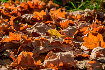 Yellow autumn leaves on the lawn in the park