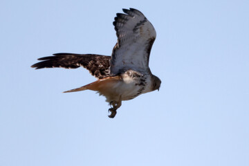 Red tailed hawk taking off hydro wire in spring sunshine