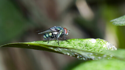 Insects On The Leaves