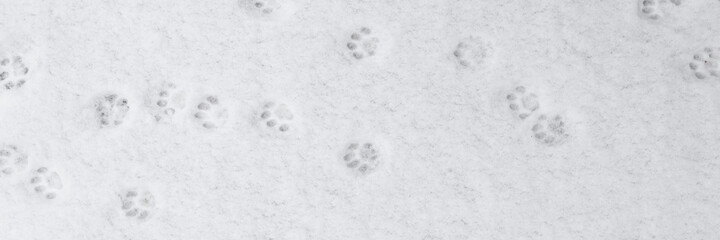 winter background: fresh clean even snow, large snowflakes, cat footprints