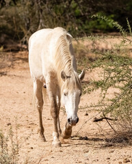 Wild Horse at the Salt River Recreation area in Arizona