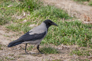 Focus on a hooded crow, a black and grey crow bird from the corvidae family, also called Corvus Cornix, standing on grass in Belgrade, Serbia