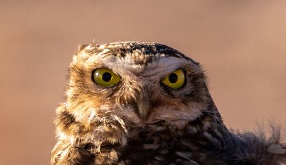 Burrowing owl watching his next dinner. THe y normallu hunt at the end of the day