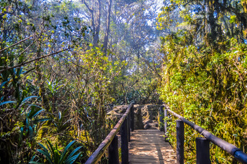 Beautiful and green tropical rain forest in Sabie South Africa