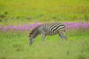 Beautiful Rietvlei nature reserve near Pretoria and Centurion lined with purple pompom weeds (Campuloclinium macrocephalum)root system
