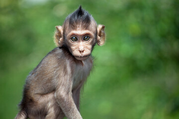 可愛いサル