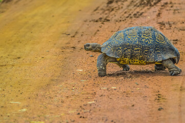 Cute small Leopard Tortoise crawling on dirt road in a game reserve in South Africa