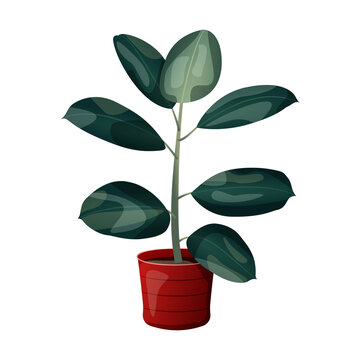 Fikus - egzotyczne liście w czerwonej doniczce. Botaniczna ilustracja tropikalnej rośliny na białym tle.