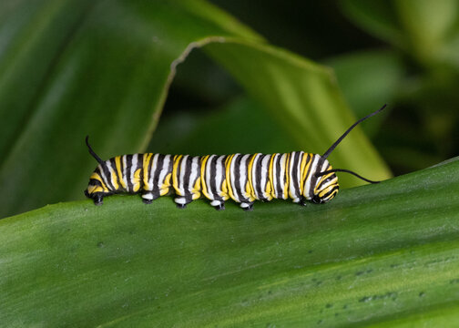 Monarch butterfly caterpillar with yellow, white, and black stripes is crawling on a green leaf as it looks for a place to transform into a chrysalis.