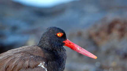 Close up of an American oystercatcher (Haematopus palliates) on lava rock in Puerto Egas, Santiago...