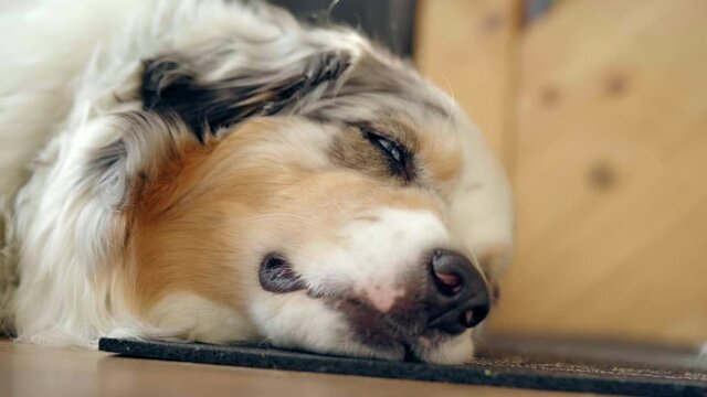 Australian Shepherd sheepdog hardly stays awake after therapy dog intrevention