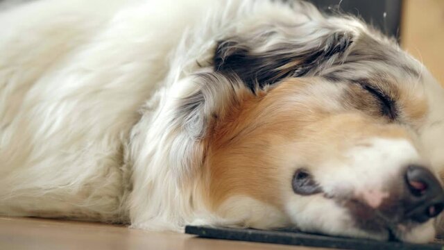 Australian Shepherd sheepdog hardly stays awake after therapy dog intrevention