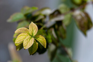 leaves on a tree