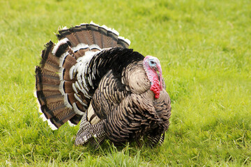 Heritage Breed Narragansett Thanksgiving Day Tom Turkey