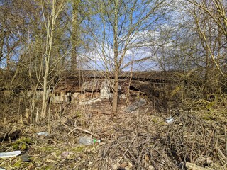 old and broken wooden barn behind dry trees in spring at daytime