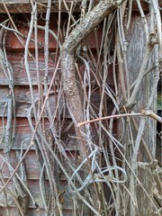 dry branches of plants on a wooden background of a gazebo