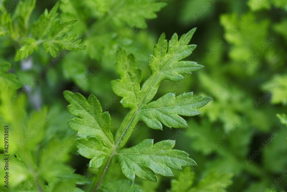 Canvas Prints young leaves of mugwort. it is asteraceae perennial, edible and medicinal herb.