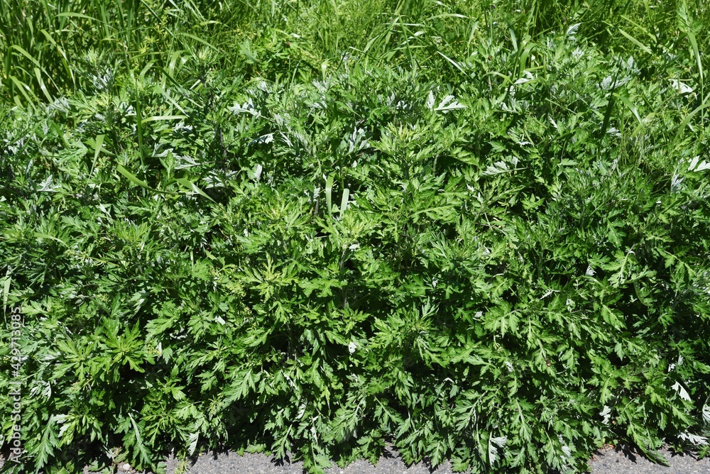 Wall mural young leaves of mugwort. it is asteraceae perennial, edible and medicinal herb.