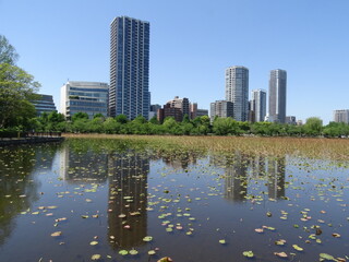 Fototapeta premium 上野恩賜公園
