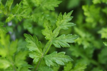 Young leaves of mugwort. It is Asteraceae perennial, edible and medicinal herb.