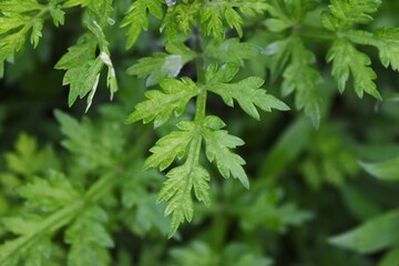 Young leaves of mugwort. It is Asteraceae perennial, edible and medicinal herb.