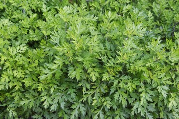Young leaves of mugwort. It is Asteraceae perennial, edible and medicinal herb.