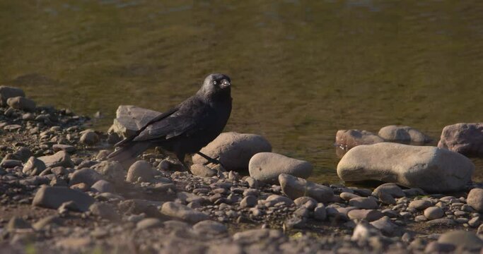 Black Jackdaw bird drinks from river and flies away slow motion