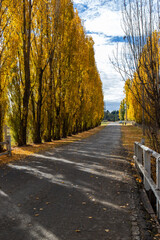 Light and shadow on yellow poplar tree.