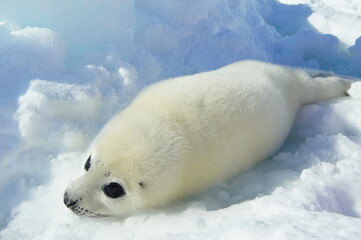 Fototapeta na wymiar Harp Seal タテゴトアザラシ 